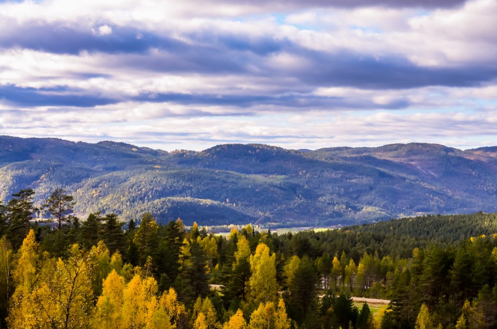 cloudy forest landscape in norwegian autumn time